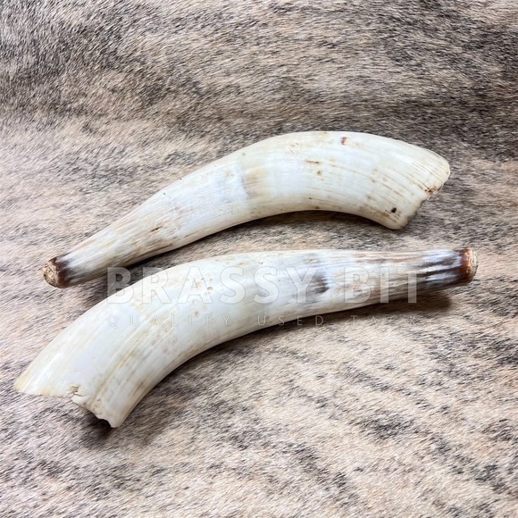Pair of Longhorn Bucking Bull Horns - Picture 1 of 2
